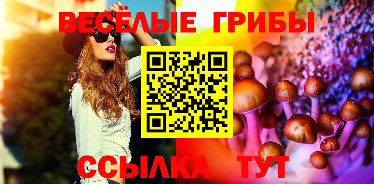 Псилоцибиновые грибы Psilocybe  Псилоцибиновые грибы прущие грибы  Осинники  Вход с VPN 
